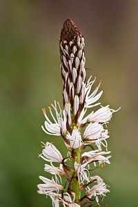 Lilies plant flora