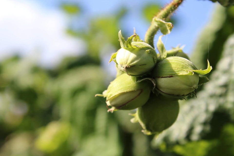 Flora food fruit