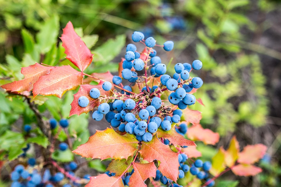 Blueberry branch flora photo
