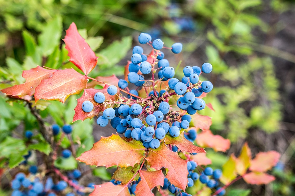 Blueberry branch flora