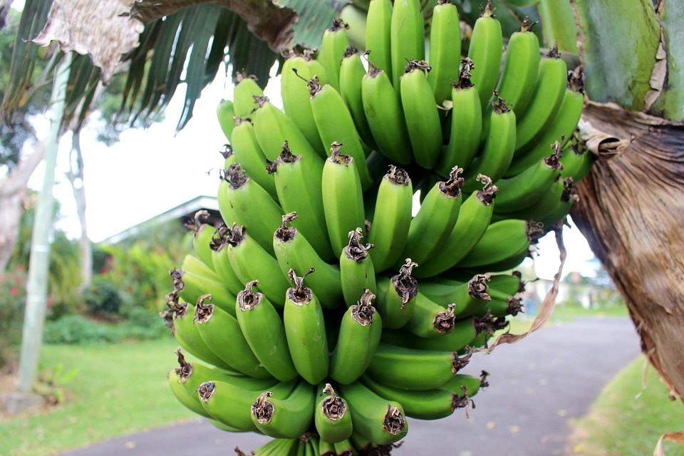 Banana dark green diet