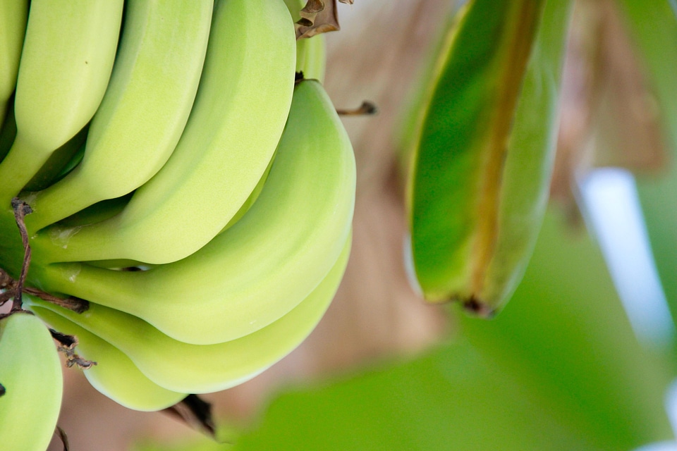 Banana calorie dark green