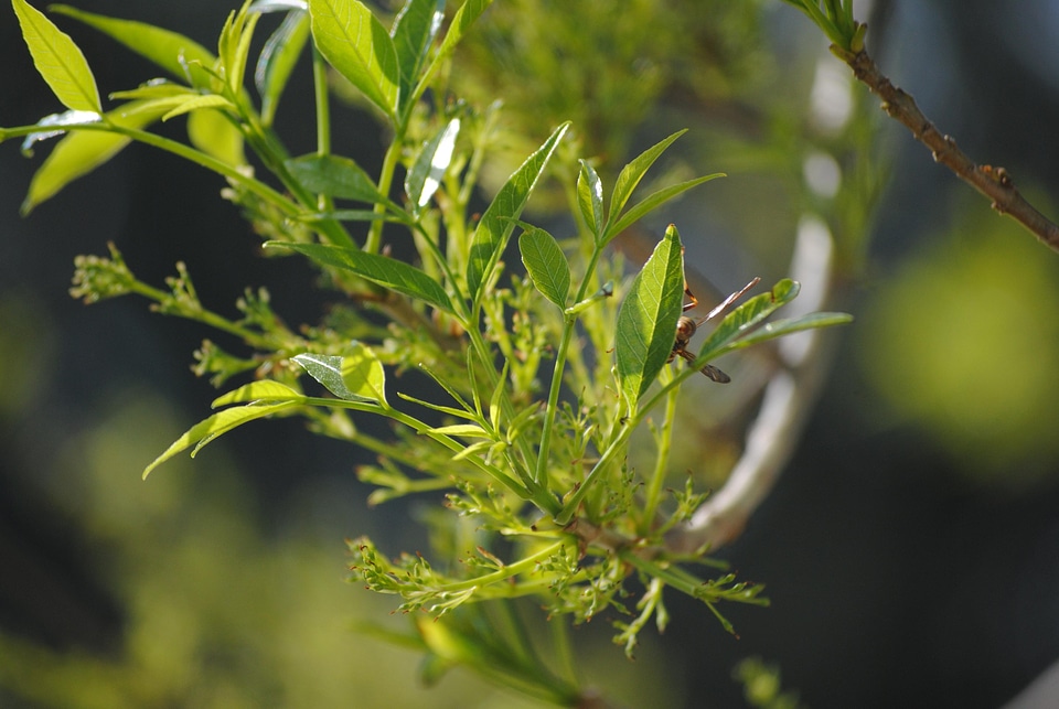 Branch flora food