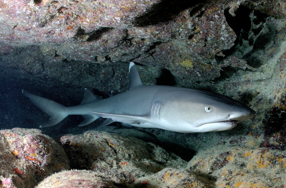 Small triaenodon obesus ocean