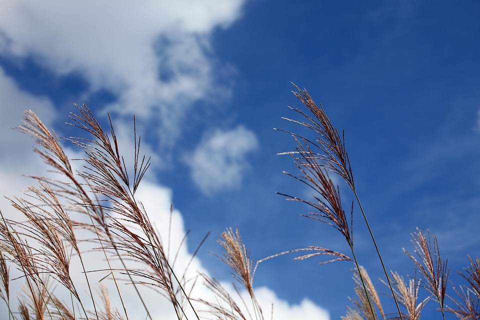 Atmosphere branch countryside