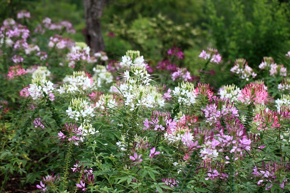 Beautiful Flowers bloom blooming