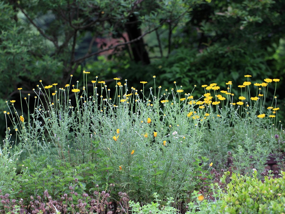 Beautiful Flowers blooming blossom