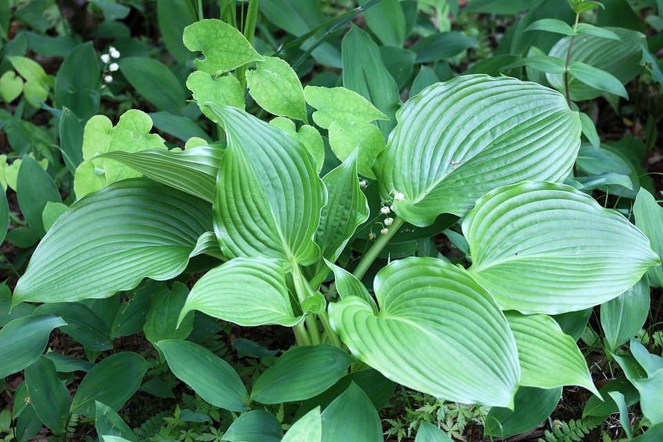 Flora foliage garden