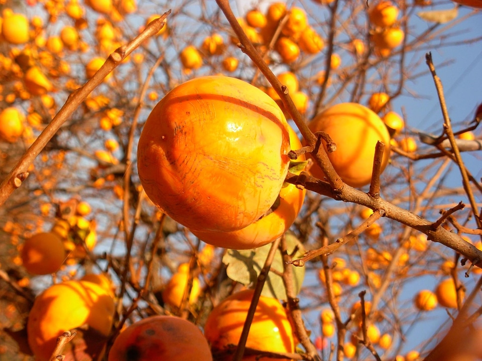 Autumn autumn season berry