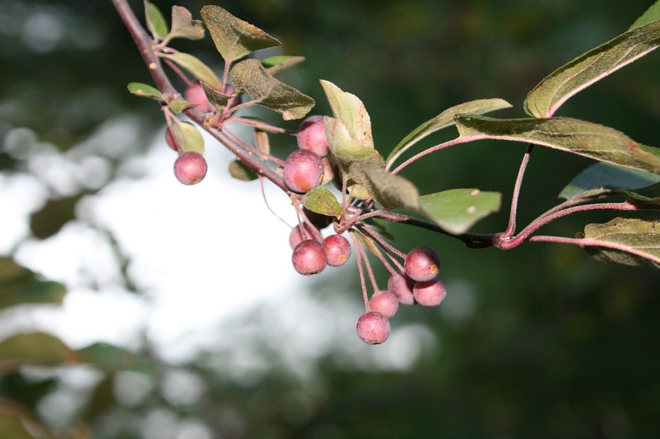 Autumn beautiful flowers Berberis thunbergii