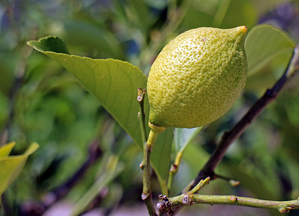 Branch citrus diet