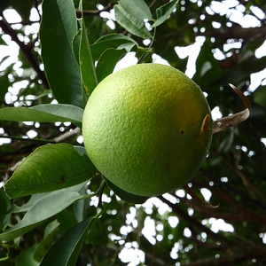 Agriculture branch citrus photo