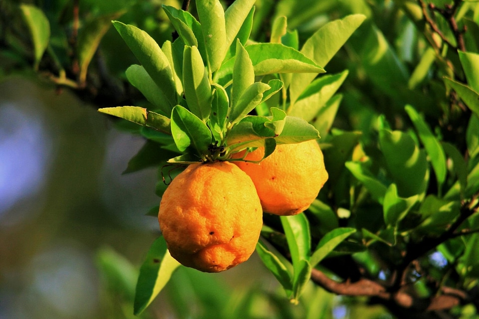 Agriculture branch citrus