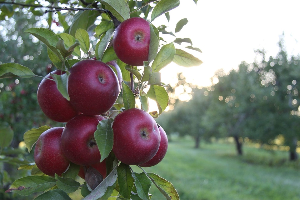 Apple apples branch