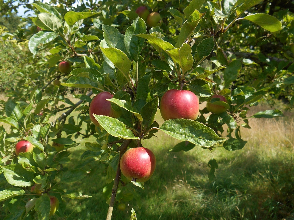 Agriculture apple apples