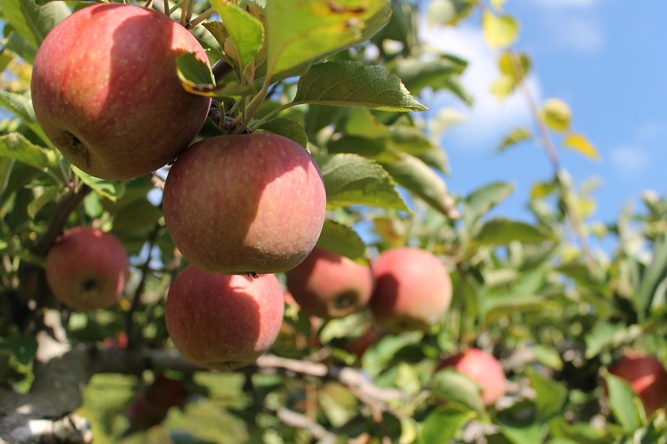 Agriculture apple apples