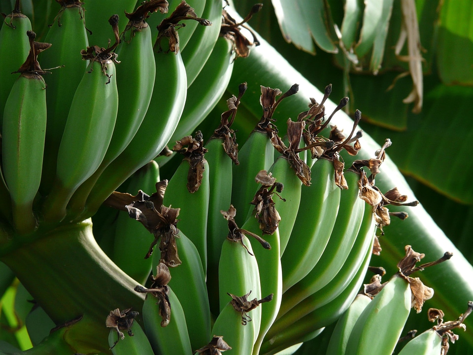 Banana calorie dark green