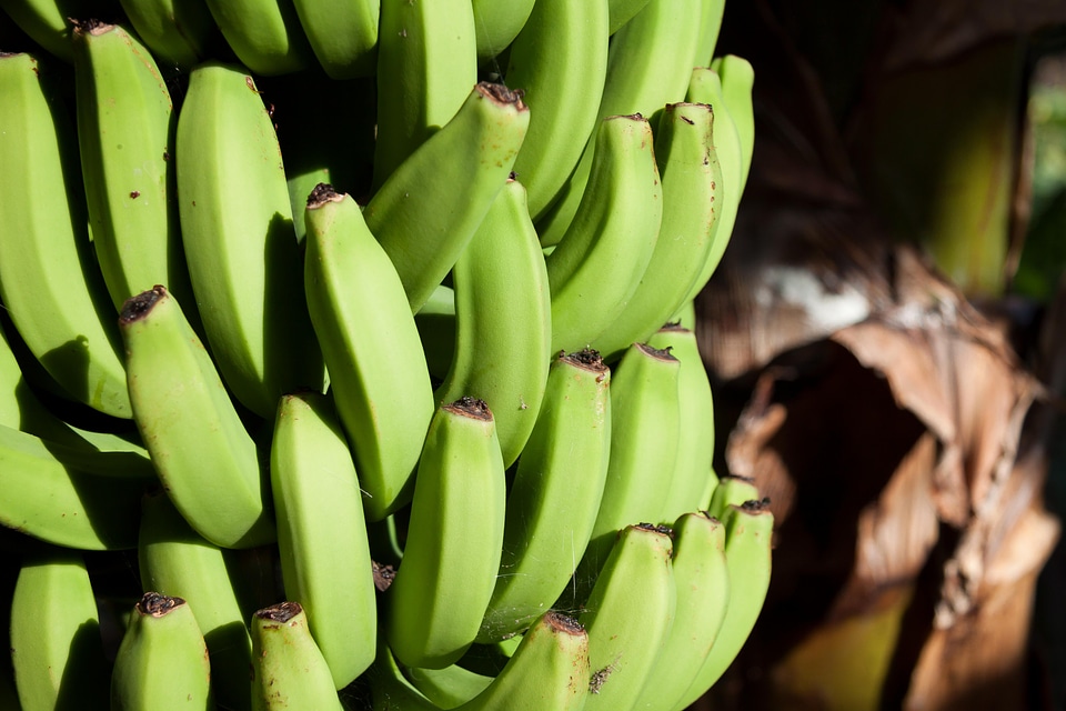 Banana calorie dark green