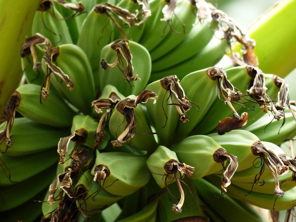 Banana calorie dark green