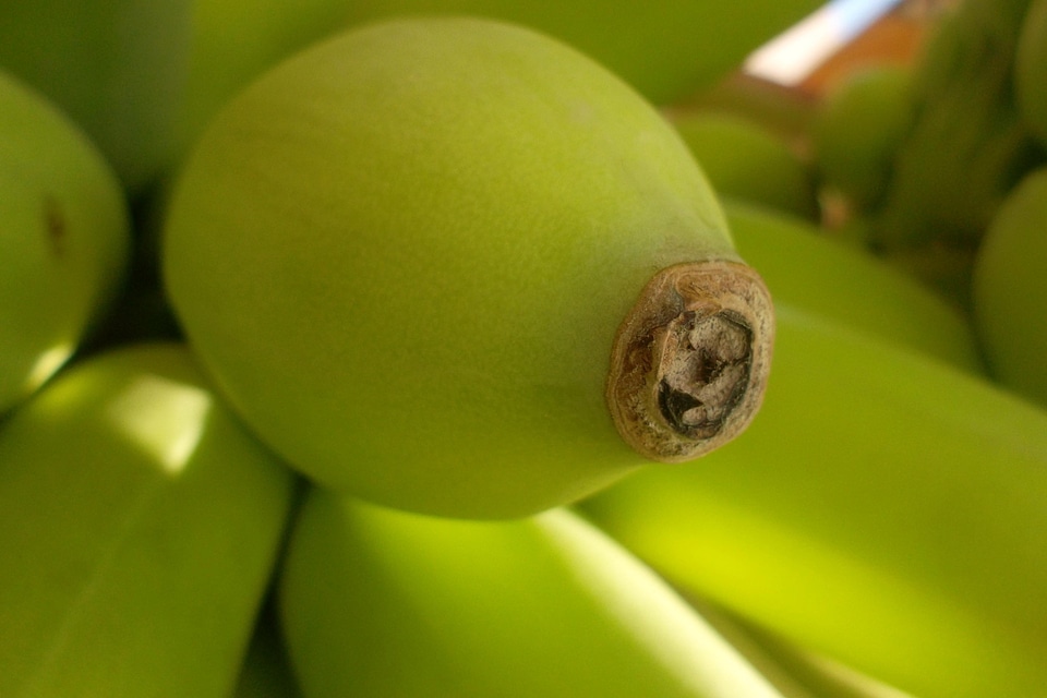 Banana dark green diet