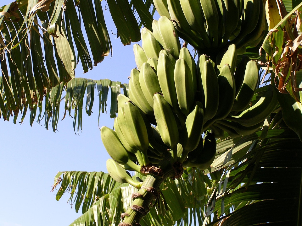 Banana branch dark green