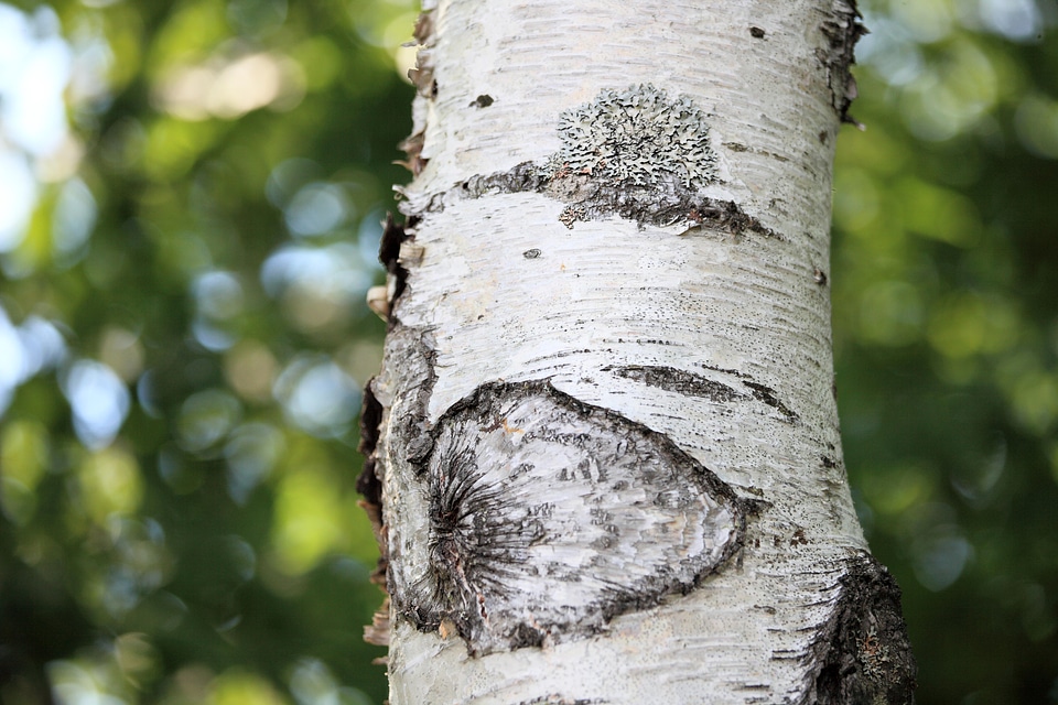 Bark birch environment photo