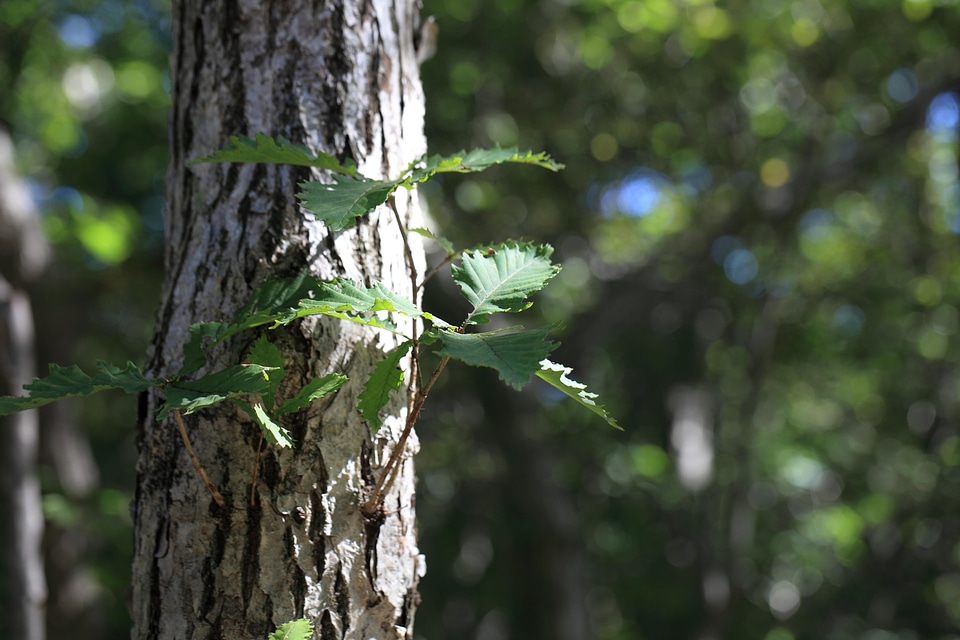 Bark branch environment