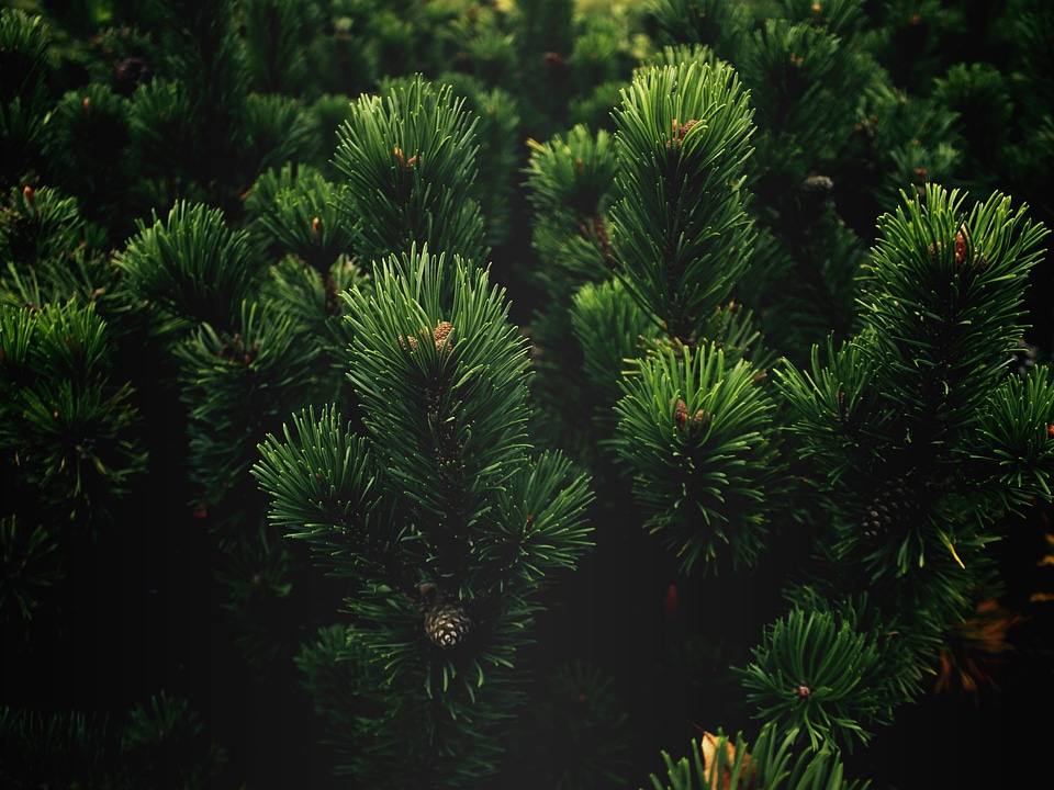 Branch branches conifer
