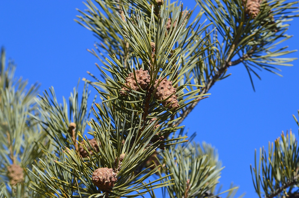Branch branches conifer