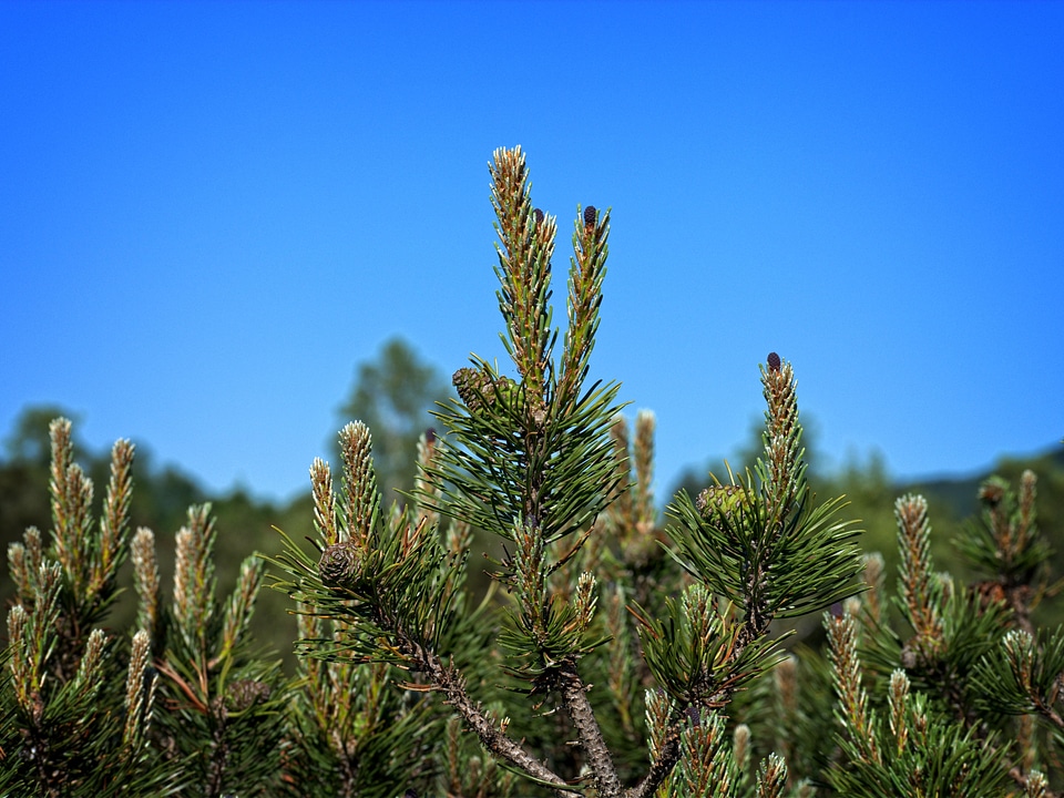 Branch branches conifer