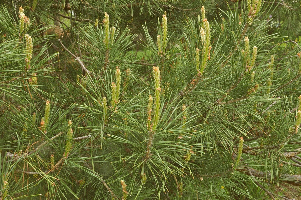 Branch branches conifer
