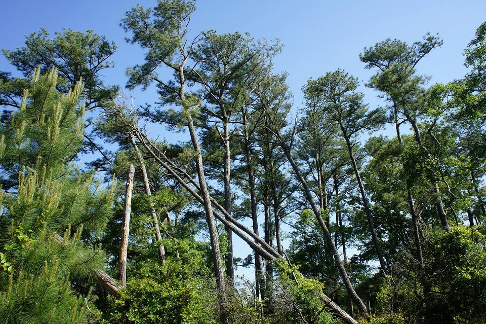 Branch branches conifer