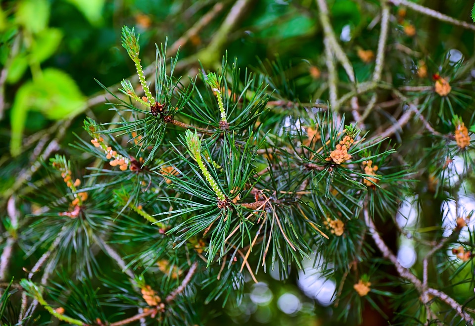Branch branches cactus
