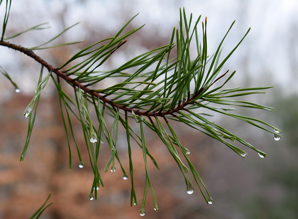 Branch branches conifer