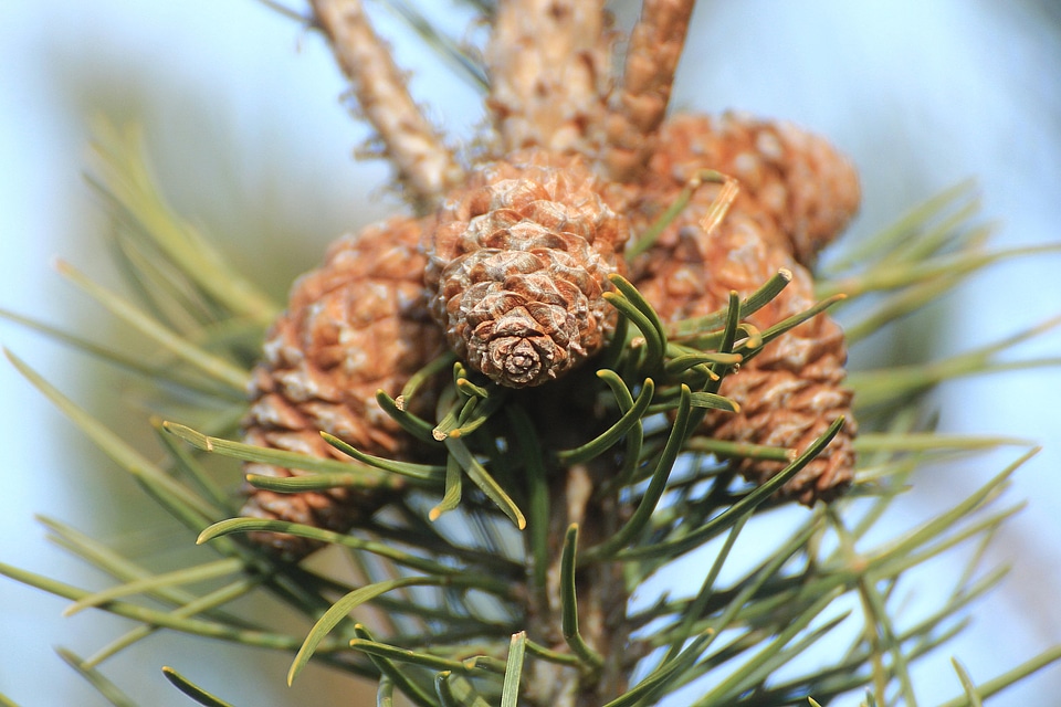 Branch branches conifer