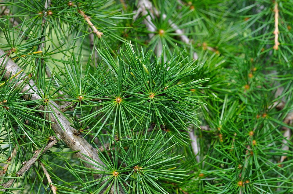 Branch branches cactus