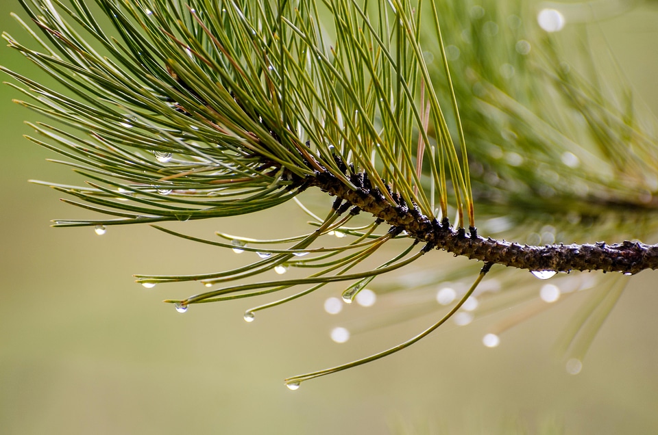 Beautiful Photo branch branches