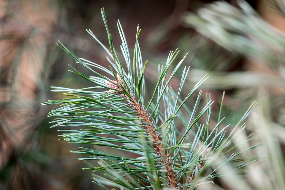 Branch branches conifer