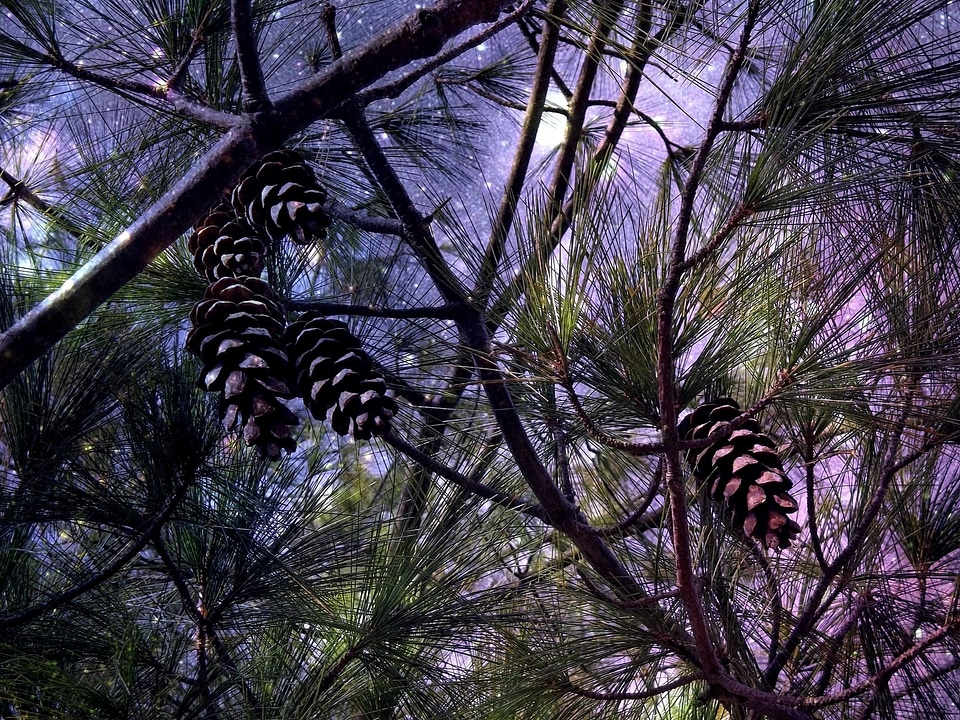 Branch branches conifer