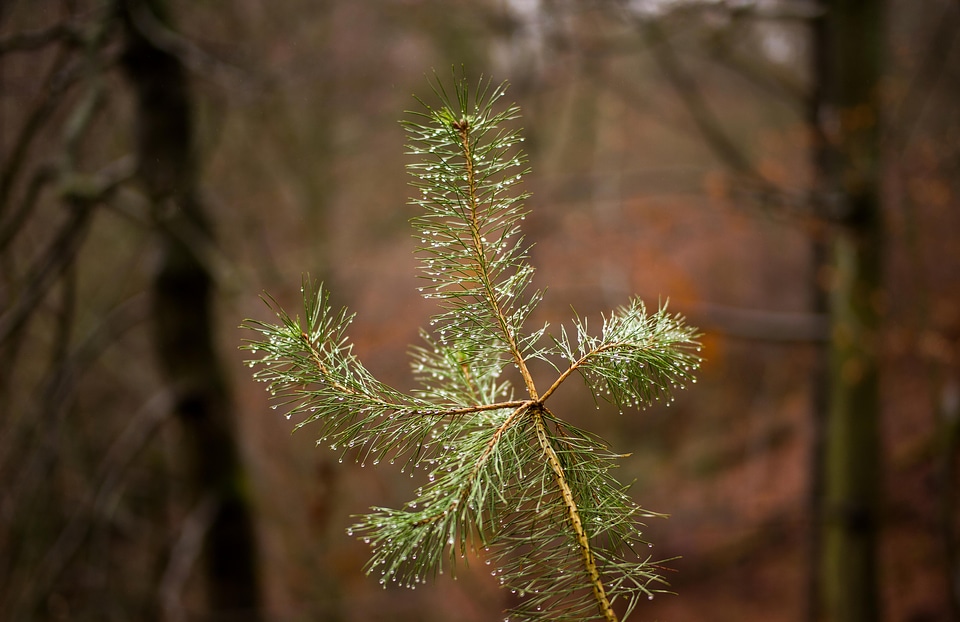 Branch branches cactus