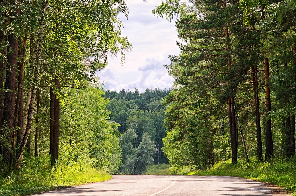 Countryside foliage forest