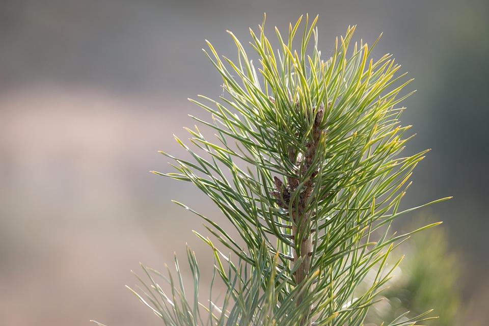 Branch branches conifer