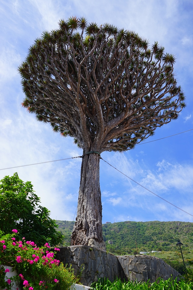Dragon tree dracaena draco crown