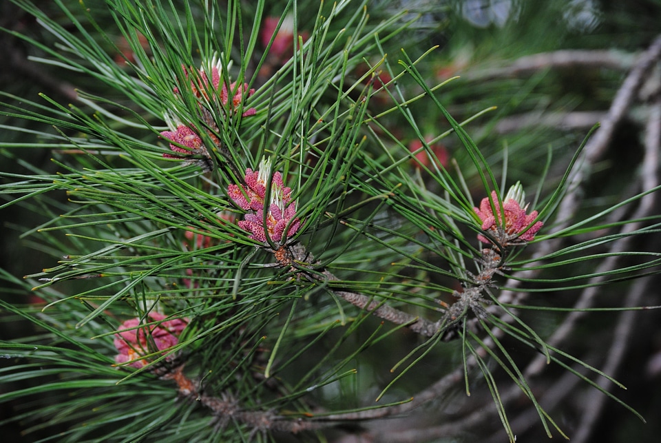 Branch branches conifer