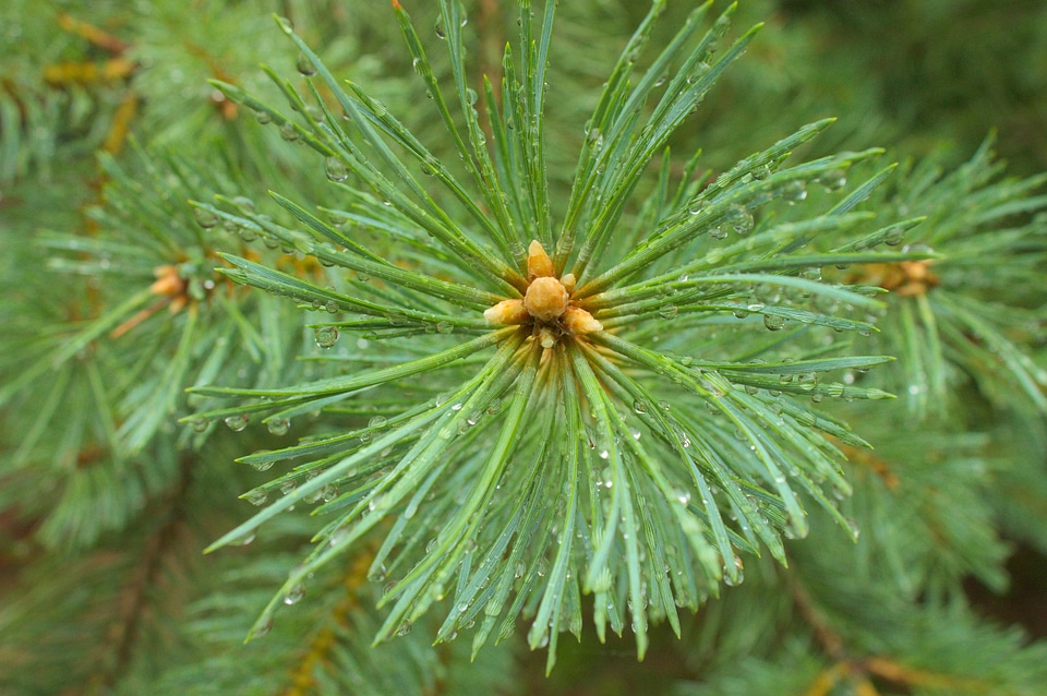Branch conifer conifers