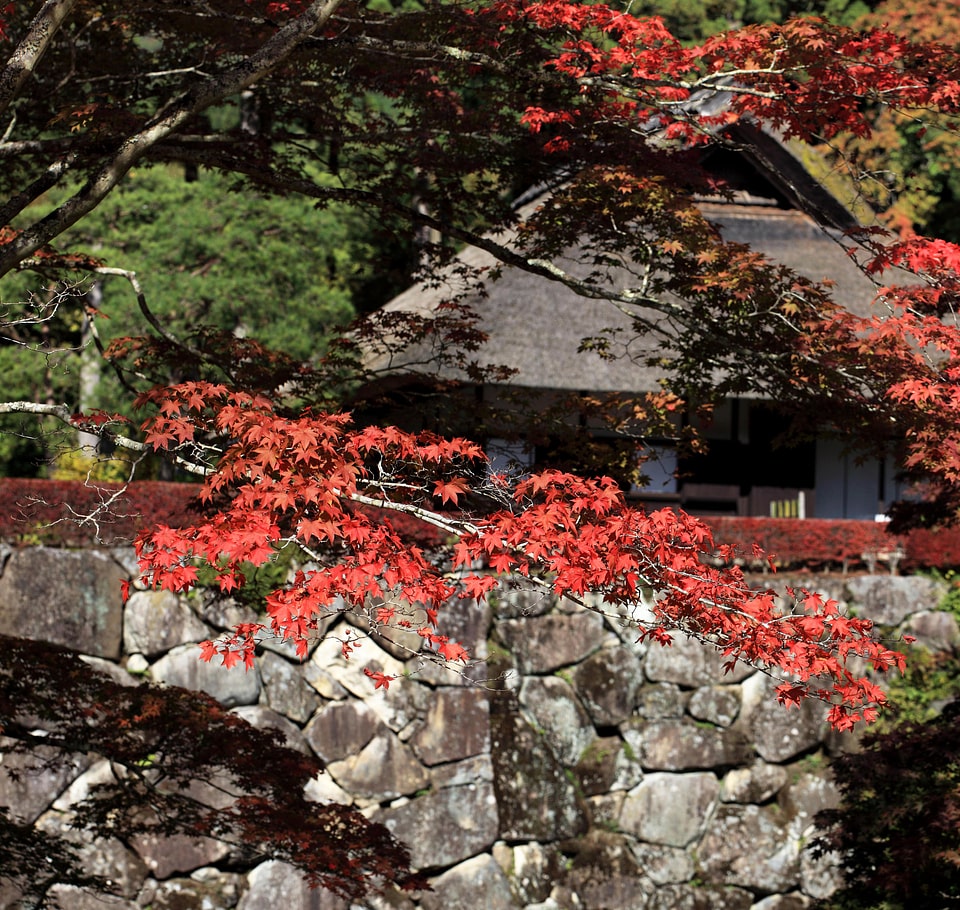 Beautiful Flowers blooming blossom