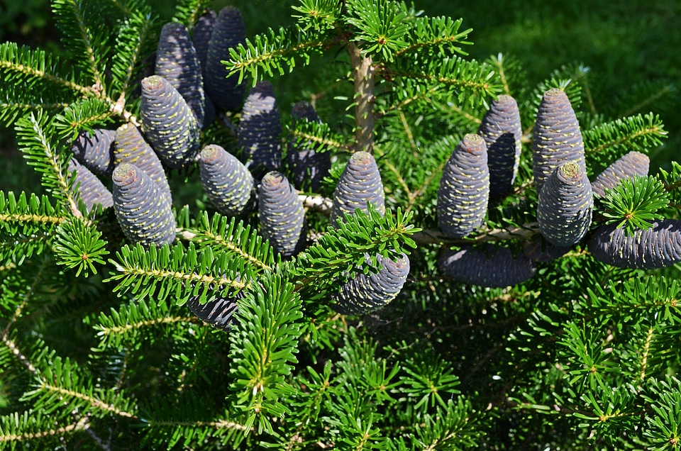 Branch conifer conifers