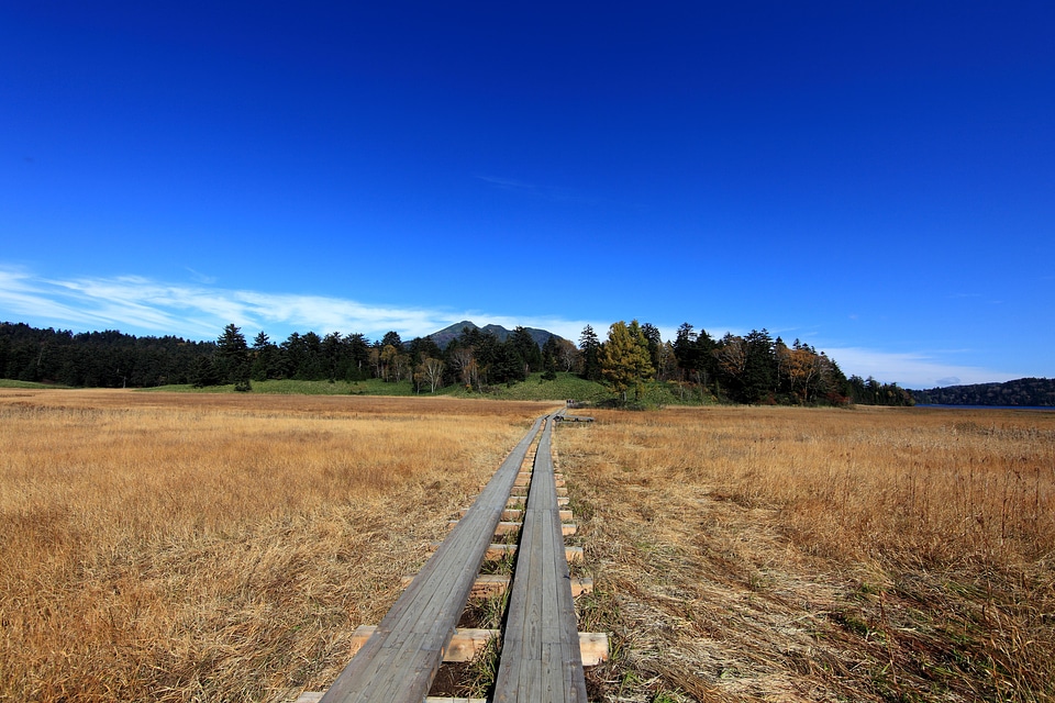 Field grass landscape photo