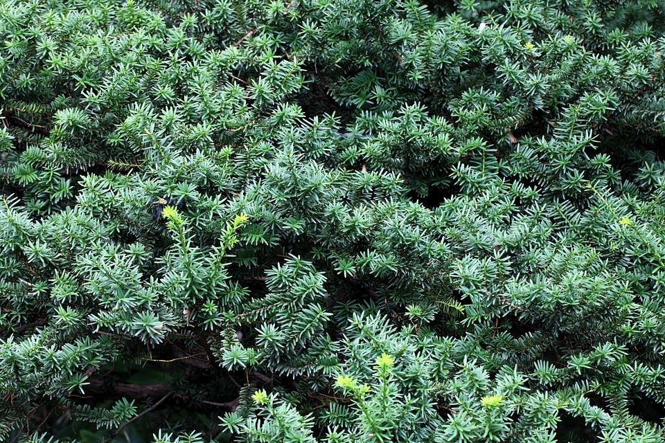 Branch environment evergreen