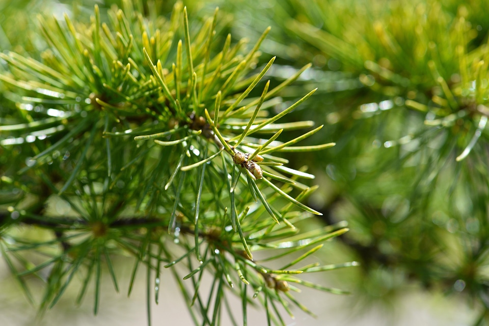 Branch conifer conifers